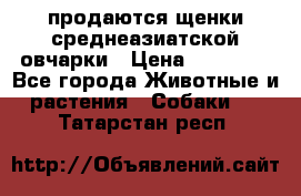 продаются щенки среднеазиатской овчарки › Цена ­ 30 000 - Все города Животные и растения » Собаки   . Татарстан респ.
